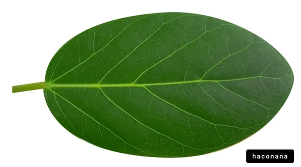 緑豊かな葉っぱの画像