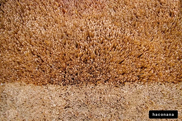 多様な植物の集合体