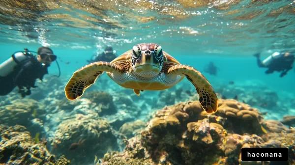 海中のカメとダイバー