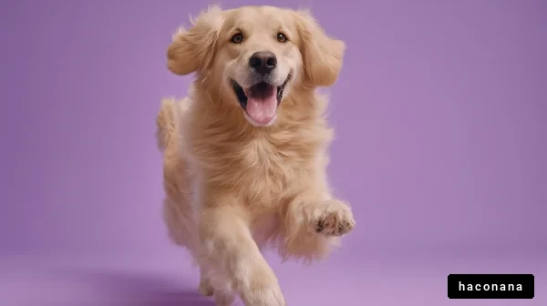 楽しく走る犬の写真
