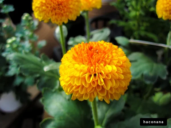 黄色い花のアップ