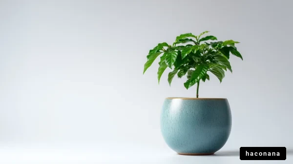 シンプルな観葉植物の写真