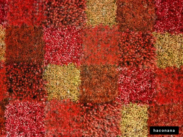 カラフルな模様の植物