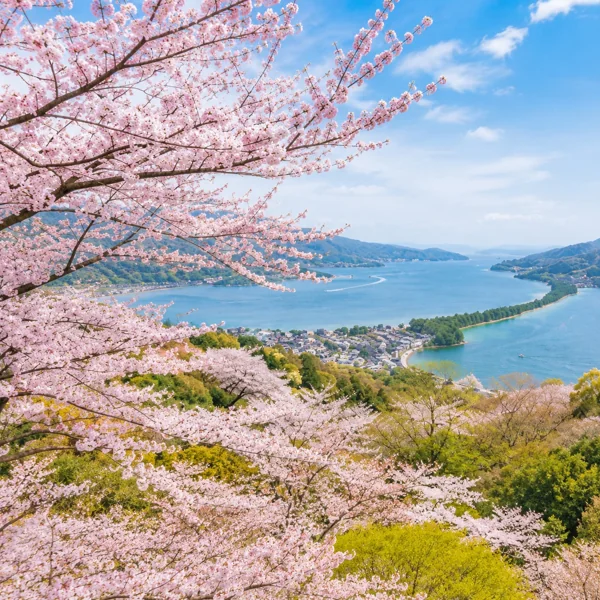 桜と湾の絶景春の風景