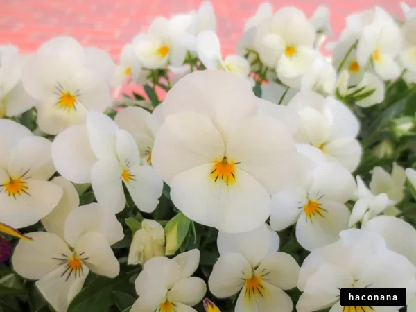 美しい白い花々の風景