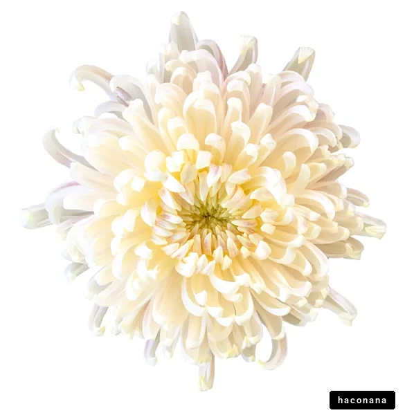 美しい花のアップ