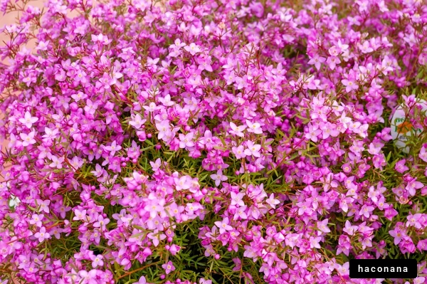 色鮮やかなピンクの花々