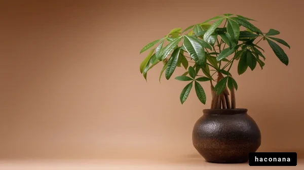 インテリアに映える観葉植物
