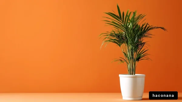 オレンジの壁と観葉植物