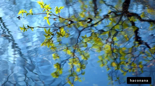 水面に映る新緑の美