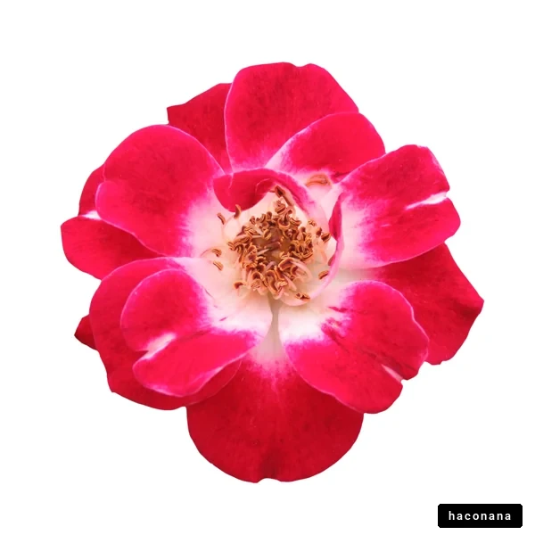 美しいバラの花