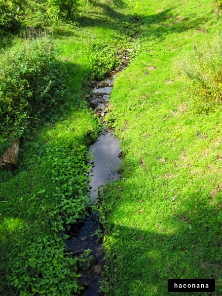緑豊かな小川の風景