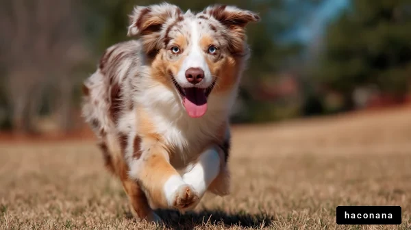楽しそうに走る犬