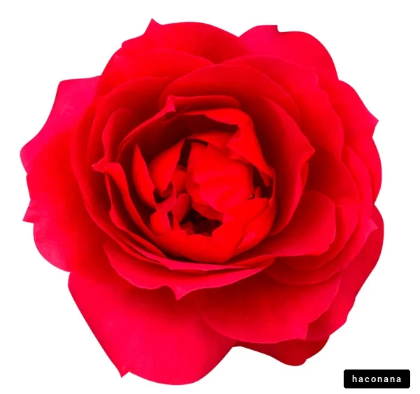 鮮やかな赤いバラの花