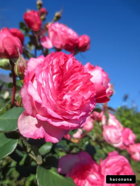 美しいバラの花