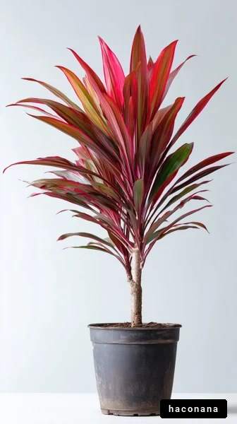 色鮮やかな観葉植物