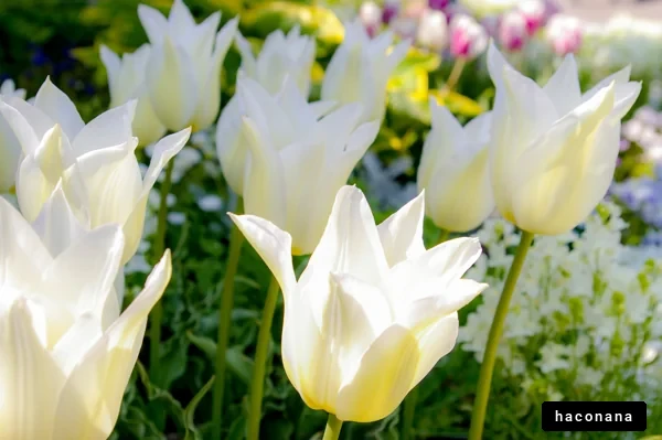 色とりどりの花畑