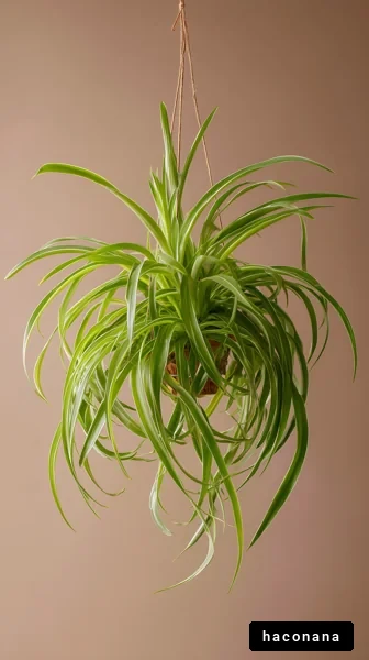 観葉植物の吊り鉢