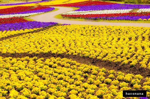 色とりどりの花畑