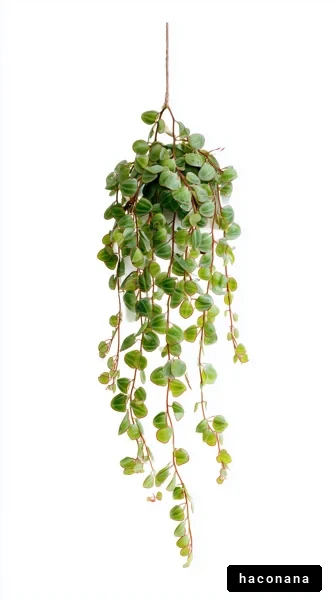 垂れ下がる観葉植物