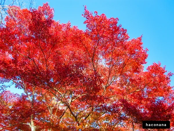 美しい紅葉の景色