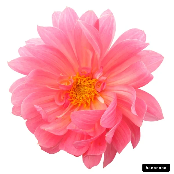 美しいピンクの花