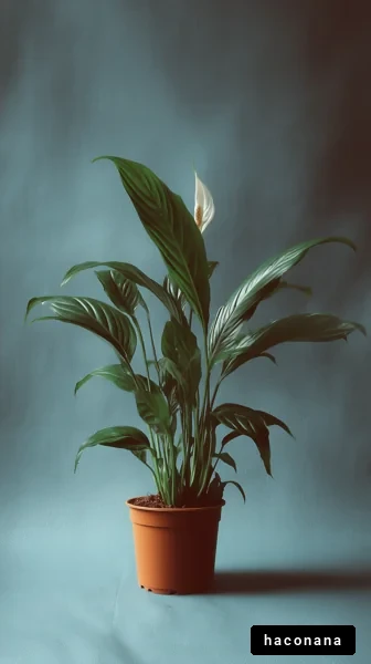 美しい観葉植物のポット