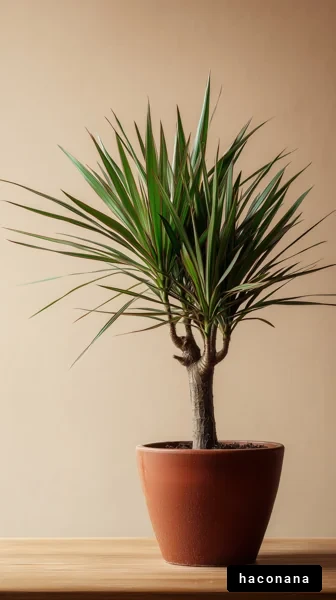 観葉植物の美しい姿