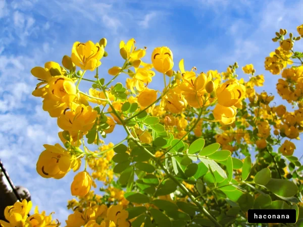 青空に映える黄色い花々