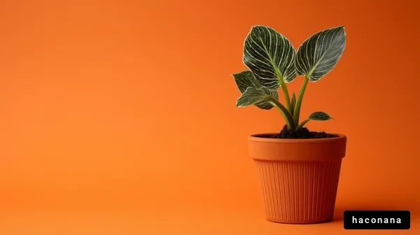 オレンジ背景の観葉植物