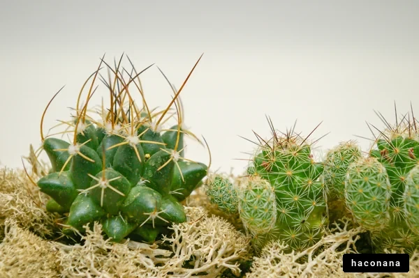 多様なサボテンの群生