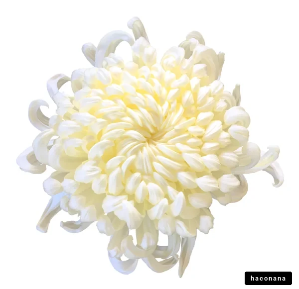 美しい白い花の写真