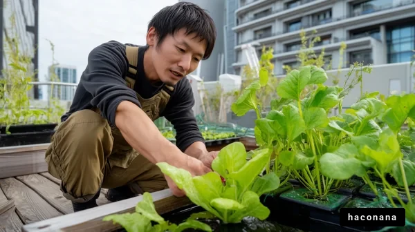 屋上での野菜栽培
