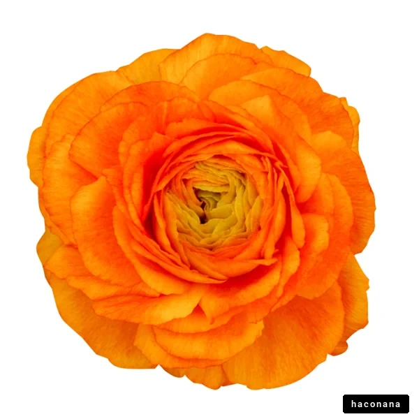 オレンジ色の美しい花