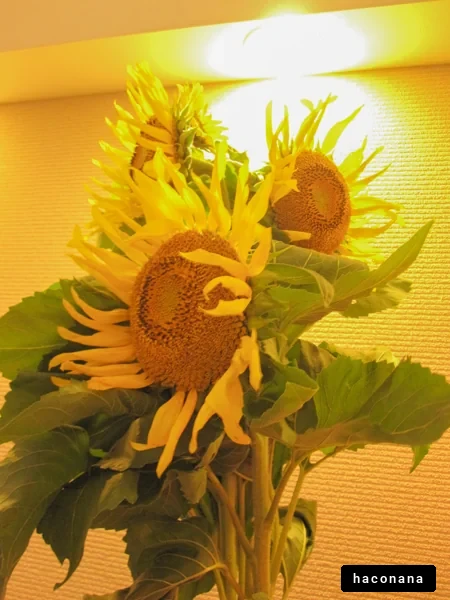 華やかなひまわりの束