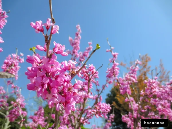 春の美しい花々