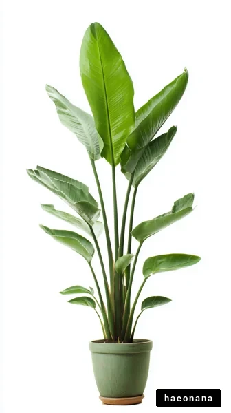 美しい観葉植物の写真