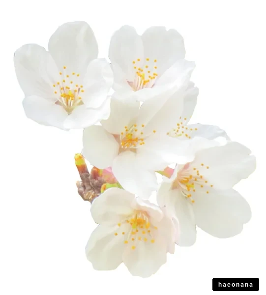 白い桜の花の集合