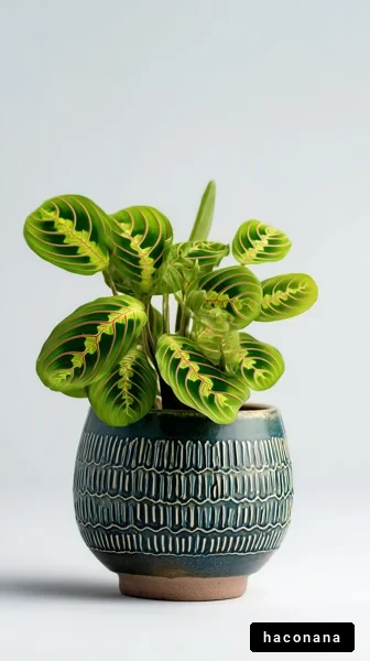 美しい観葉植物の写真