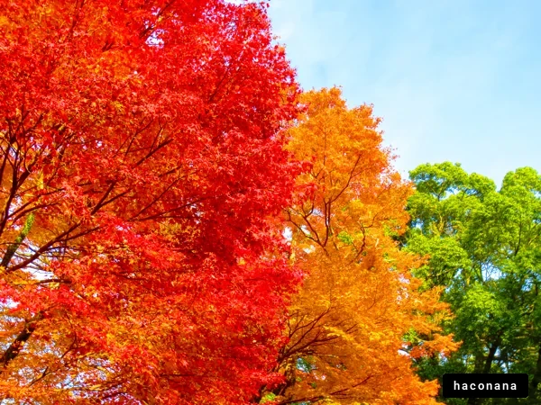 鮮やかな秋の紅葉