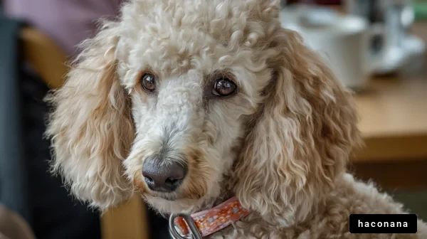 かわいい犬の肖像