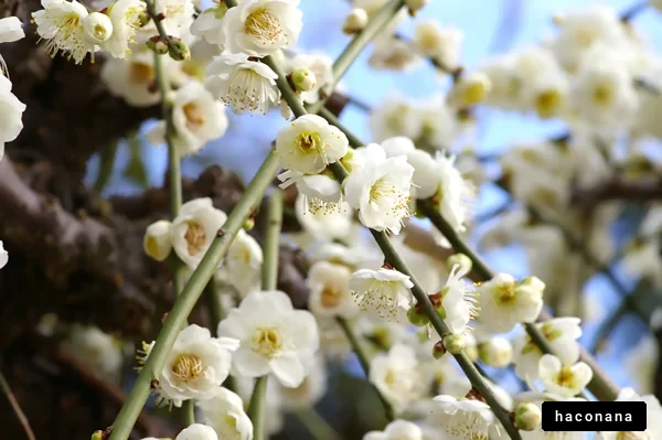 白い花が咲く風景