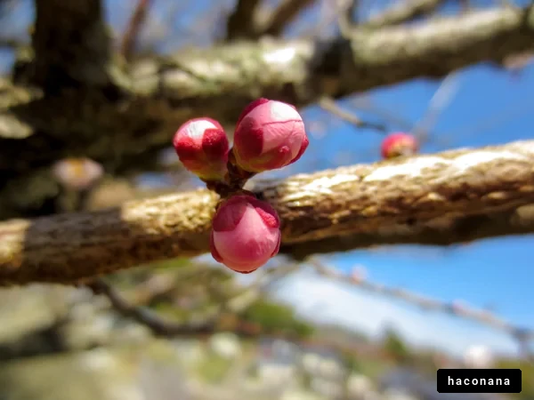 春のつぼみと空
