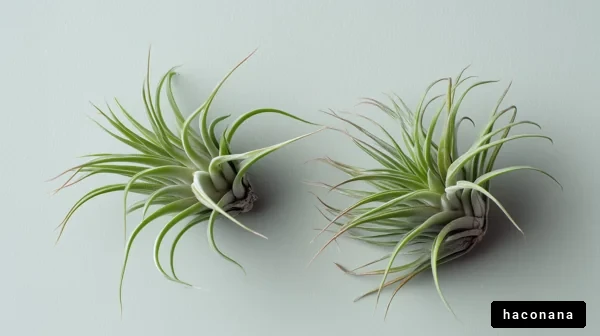 ユニークな空気植物の魅力