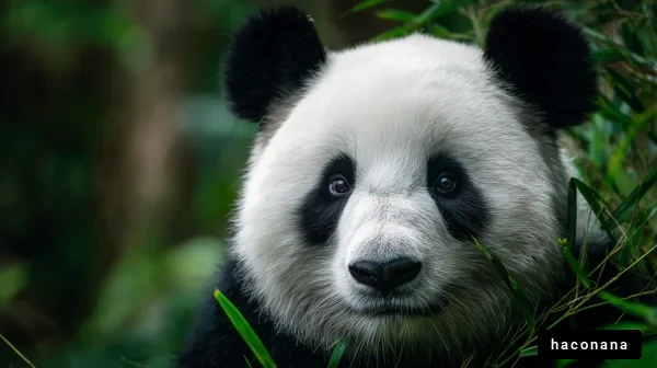 可愛いパンダのアップ