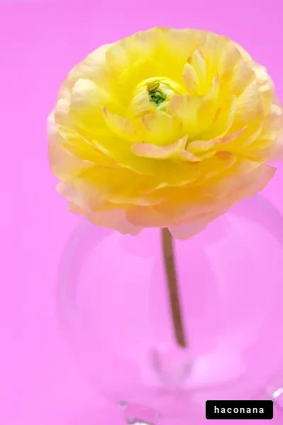 ピンク背景の黄色い花