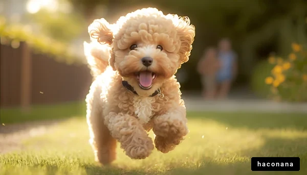 かわいい犬が走る