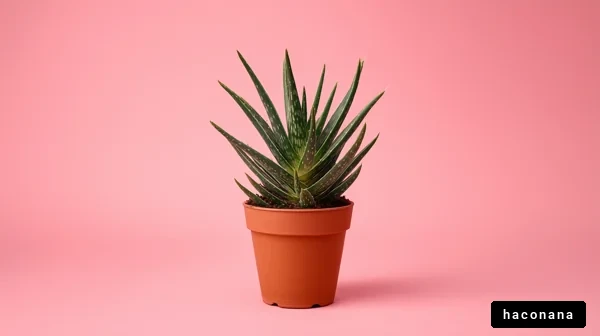 ピンク背景の観葉植物