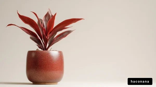 カラフルな観葉植物のある空間