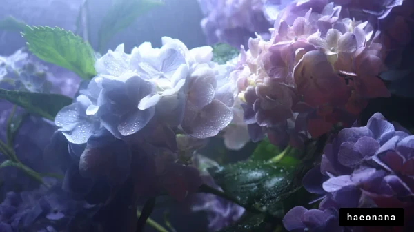 しっとりした紫陽花の花